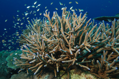 Ocean Genome Legacy Fund